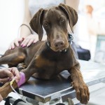 Svenska LifeAssays i unik cancerstudie för hundar