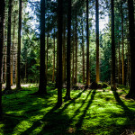 Stabil avkastning och låg risk – så investerar du i skog